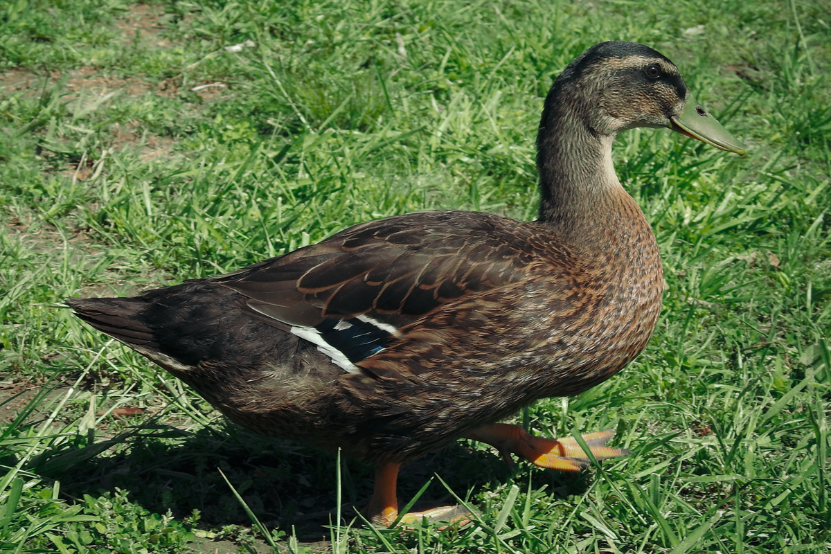 McMurray Hatchery Blog | Our Favorite Duck Breeds | Rouen