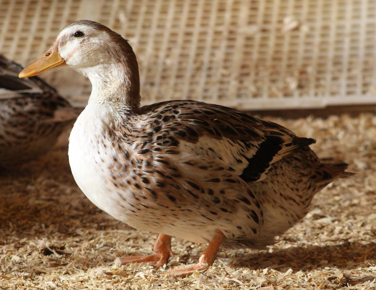 McMurray Hatchery Blog | Favorite Duck Breeds | Silver Appleyard Ducks