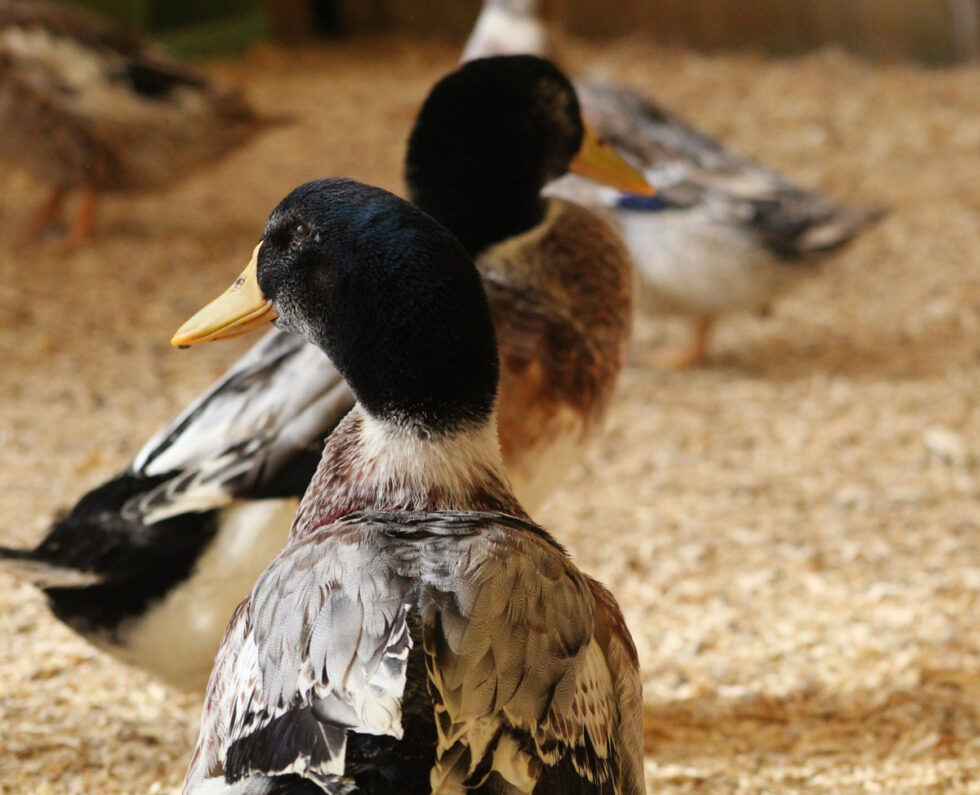 Our Favorite Duck Breeds - Murray McMurray Hatchery Blog