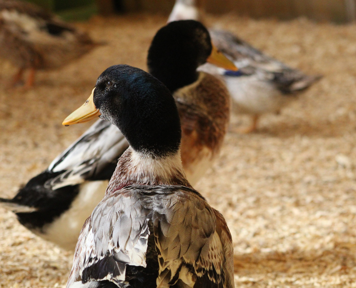 McMurray Hatchery Blog | Favorite Duck Breeds | Silver Appleyard Ducks