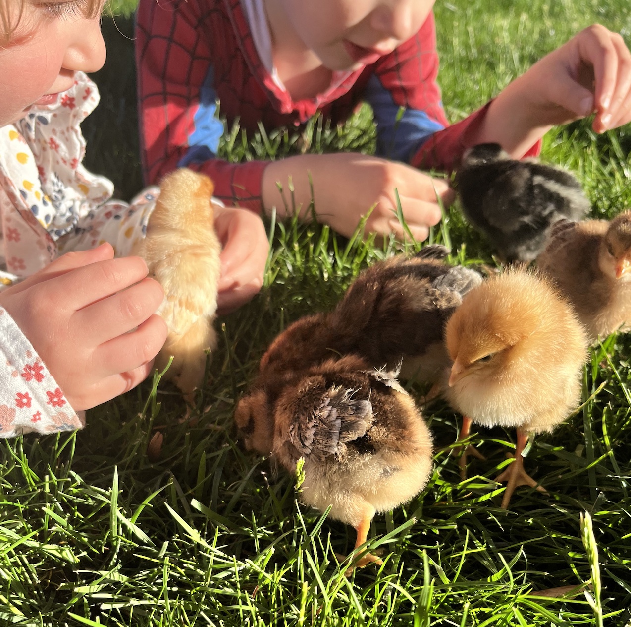 McMurray Hatchery Blog | Brooding Backyard Chicks in the Summer