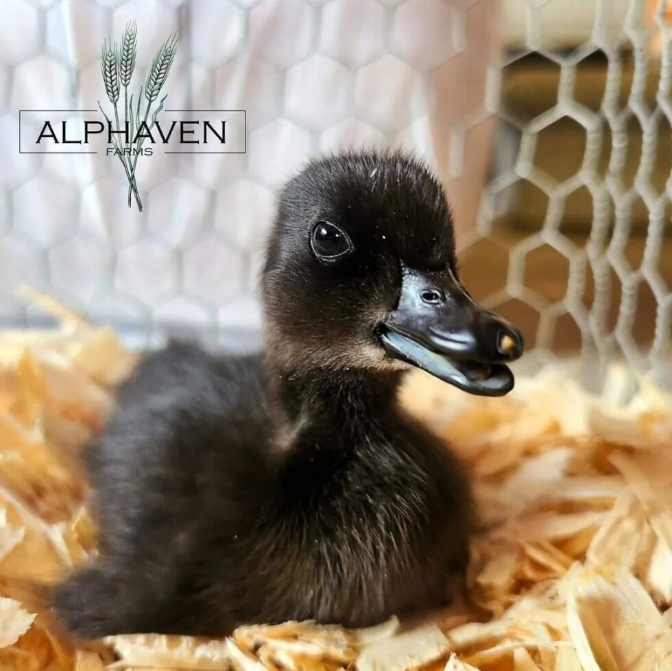 Assorted Ducks Our Favorite Duck Breeds - Murray McMurray Hatchery Blog