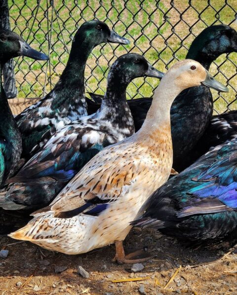 Our Favorite Duck Breeds - Murray McMurray Hatchery Blog