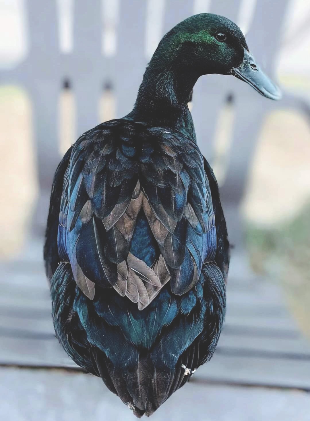 McMurray Hatchery Blog | Our Favorite Duck Breeds | Cayuga