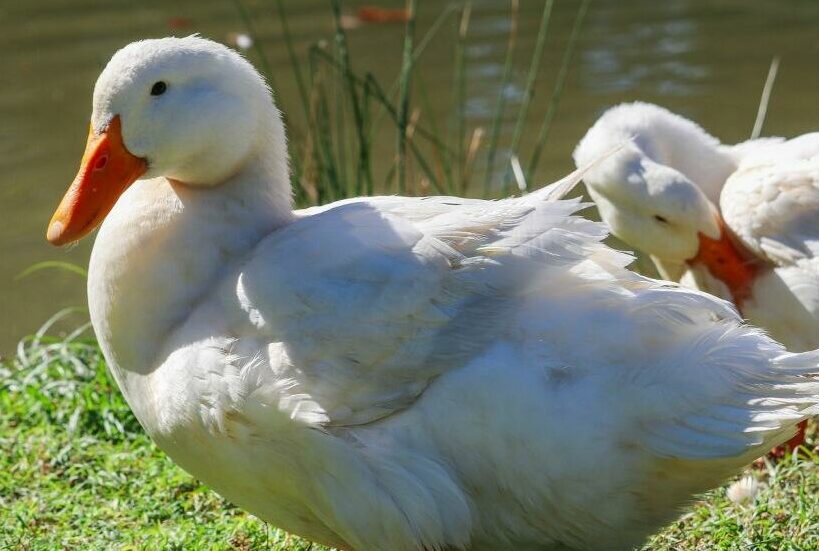 Our Favorite Duck Breeds - Murray Mcmurray Hatchery Blog