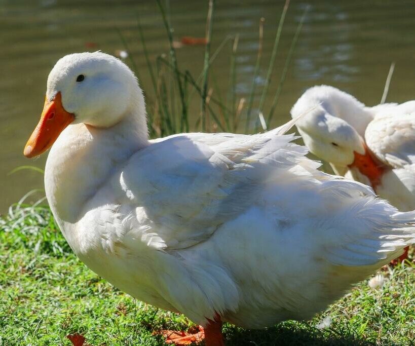 McMurray Hatchery Blog | Our Favorite Duck Breeds | Jumbo Pekin