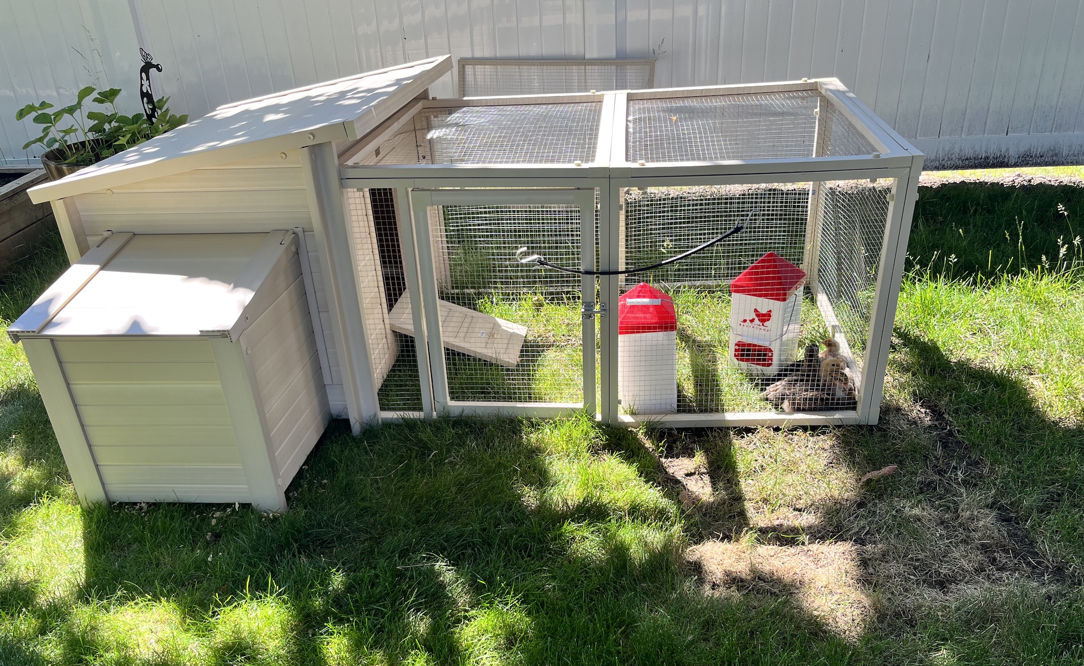 McMurray Hatchery Blog | Brooding Backyard Chicks in the Summer