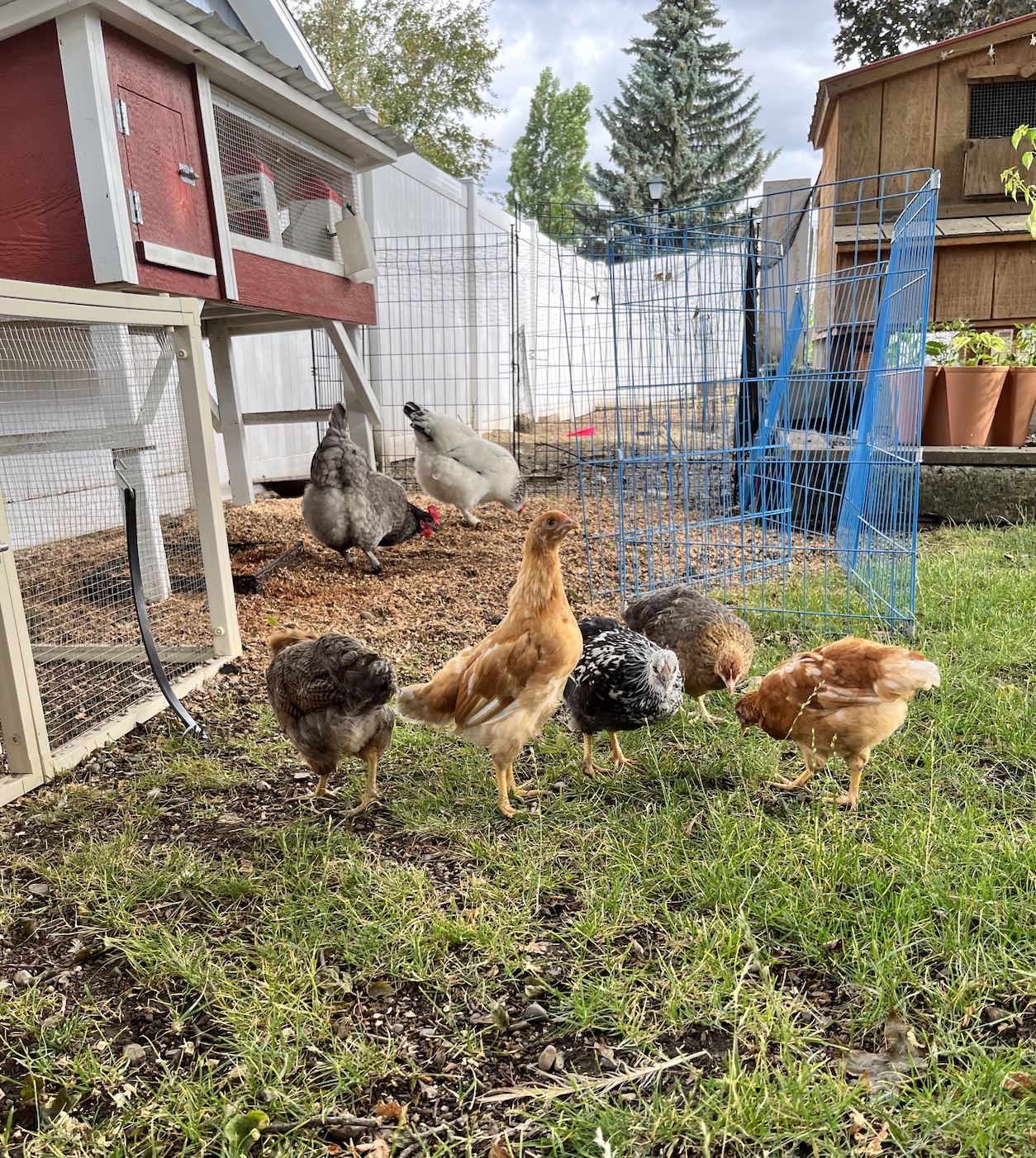 McMurray Hatchery Blog | Brooding Backyard Chicks in the Summer