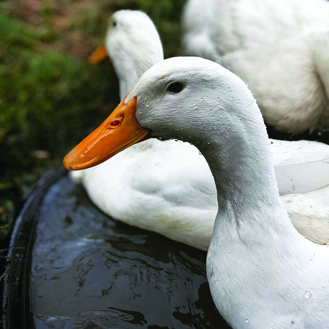  McMurray Hatchery Blog | Our Favorite Duck Breeds | Pekin