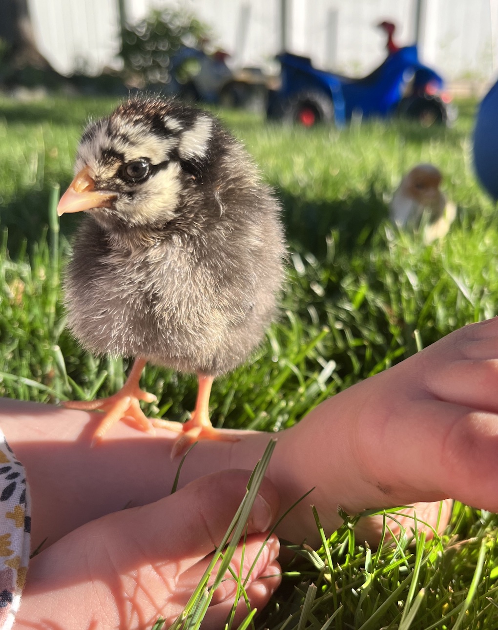 McMurray Hatchery Blog | Brooding Backyard Chicks in the Summer