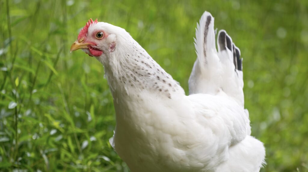 McMurray Hatchery Blog | Delaware Breed spotlight | Apple Blossom by Holly Callahan