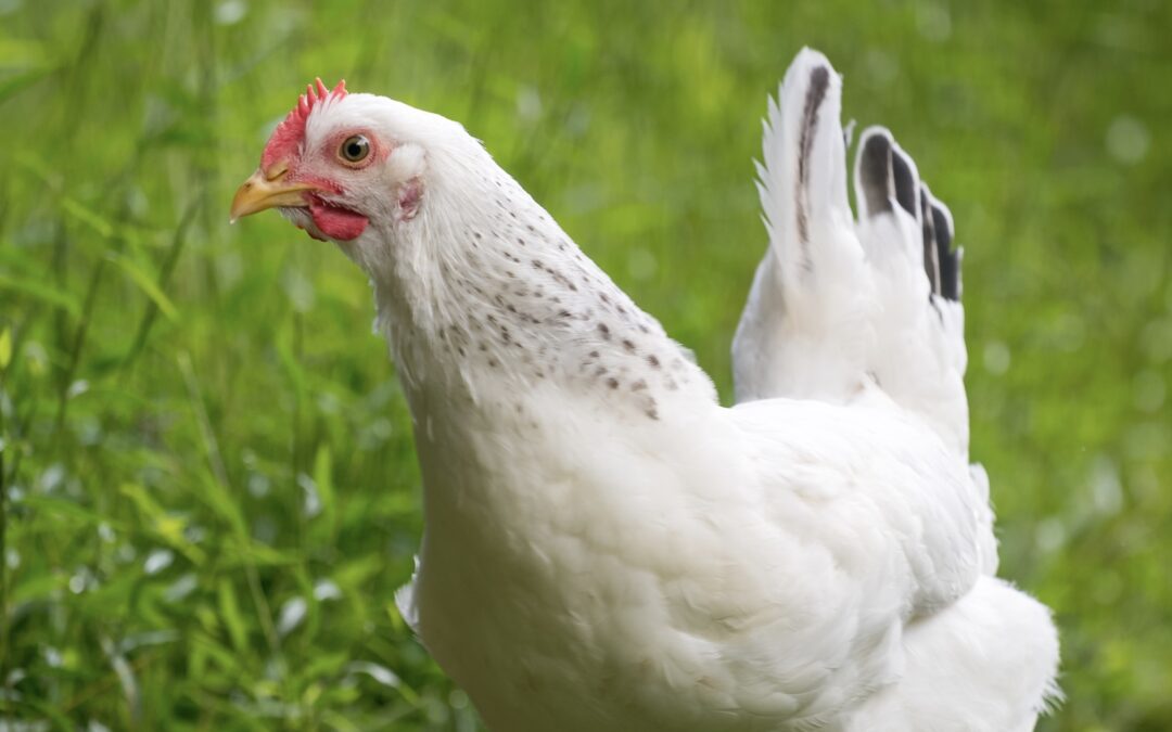 Coffee with the Chicken Ladies Breed Spotlight: Delaware