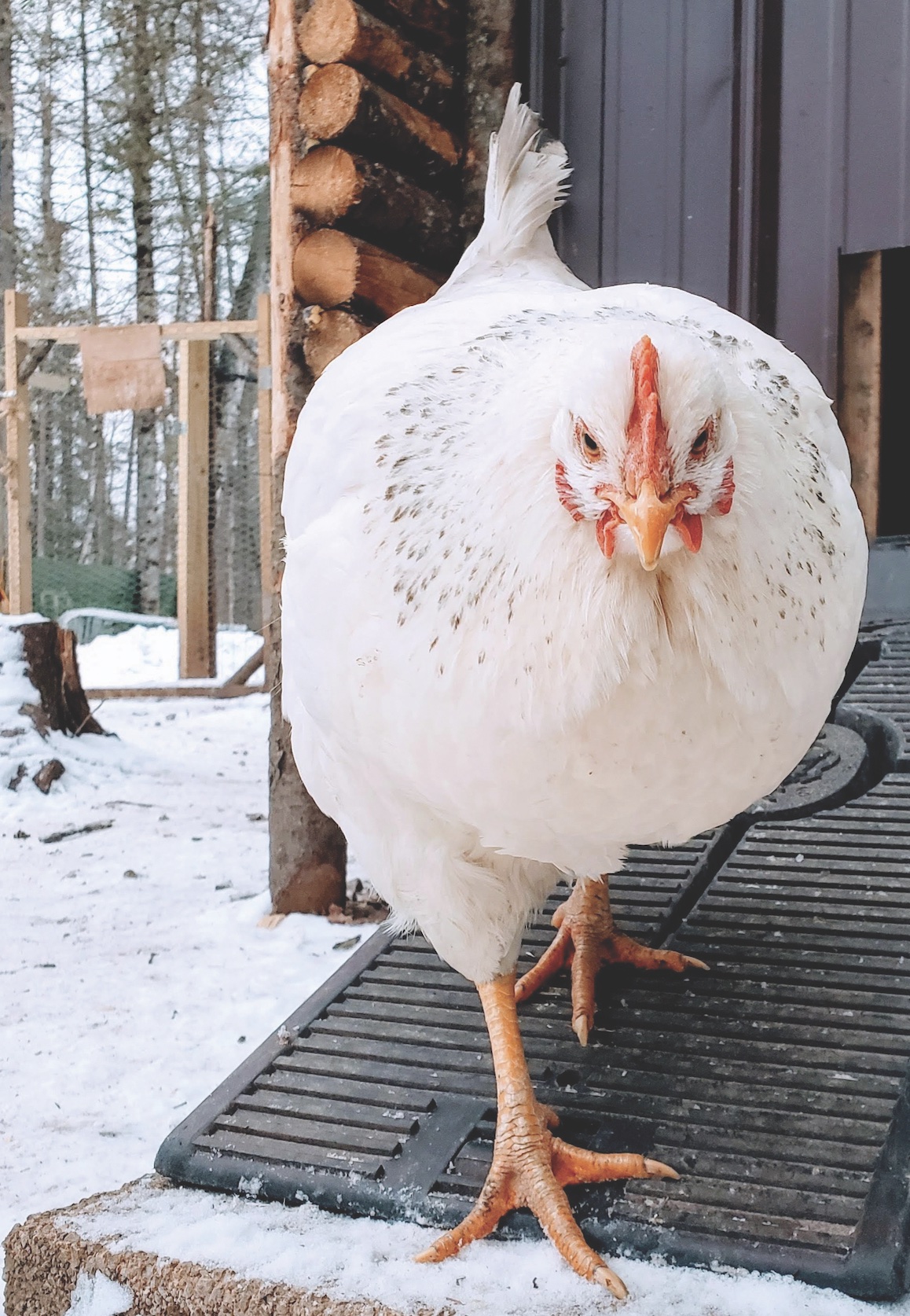 Meet the Delaware Chicken: Backyard Breed Guide