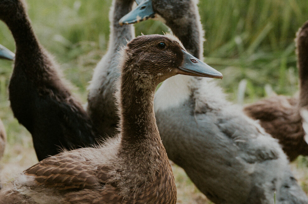 what-do-ducklings-eat-murray-mcmurray-hatchery-blog