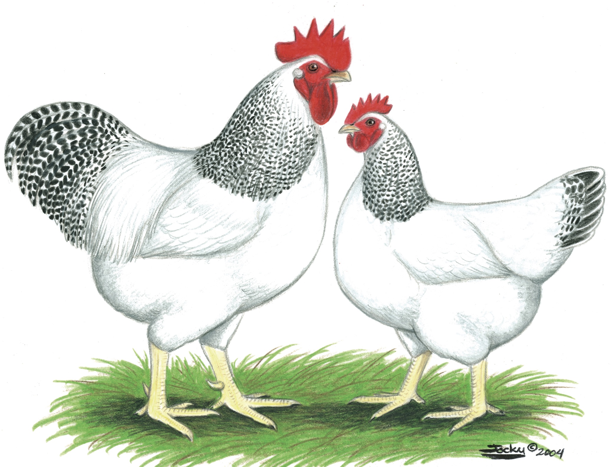 MCMURRAY HATCHERY | HERITAGE BREED ILLUSTRATIONS | DELAWARE CHICKENS