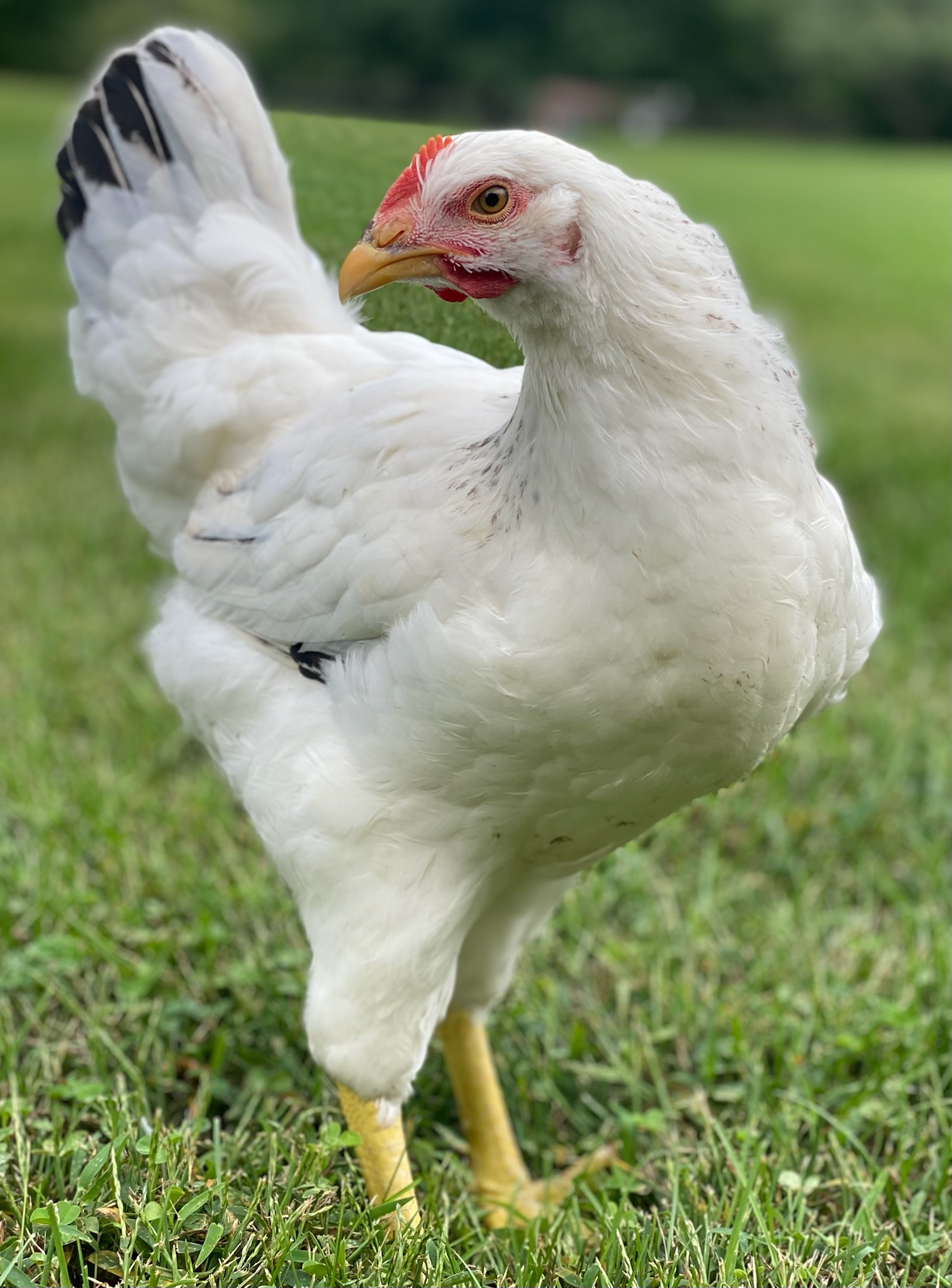 McMurray Hatchery Blog | Delaware Breed spotlight | Rita by Chrisie DeCarlo