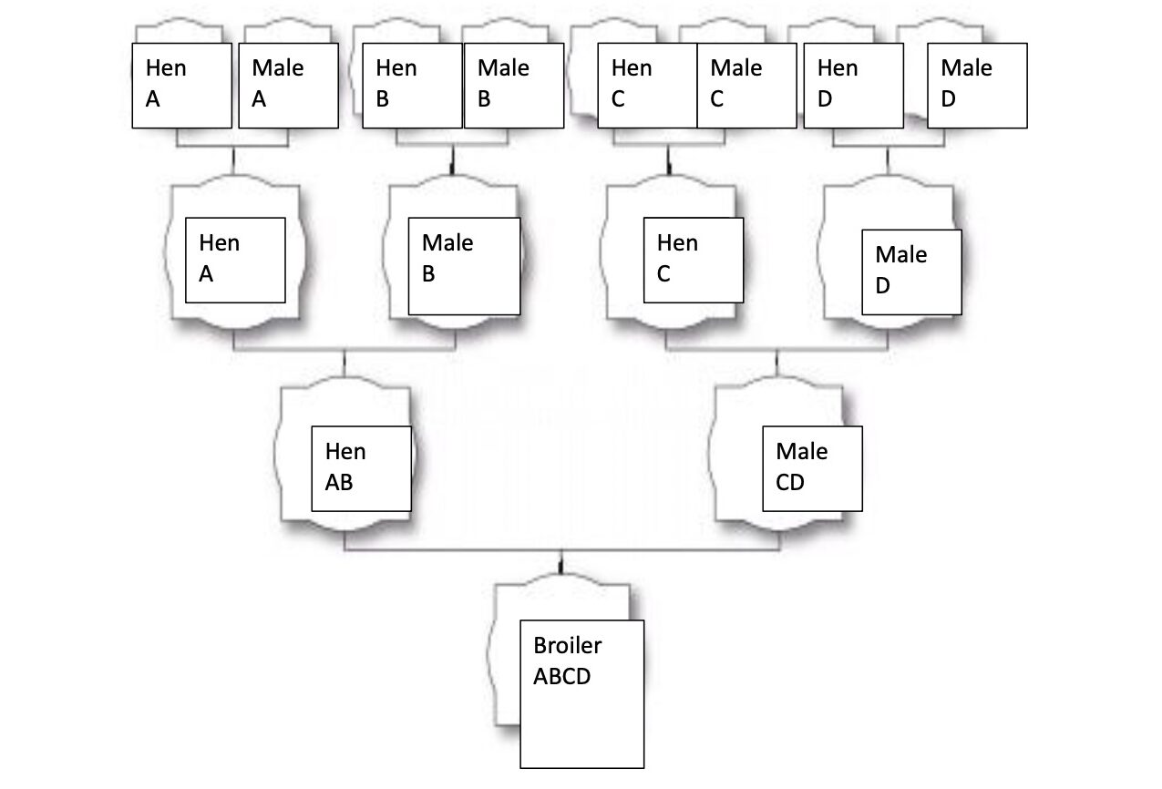 McMurray Hatchery | Build Your Farm and Future | Breed Chart