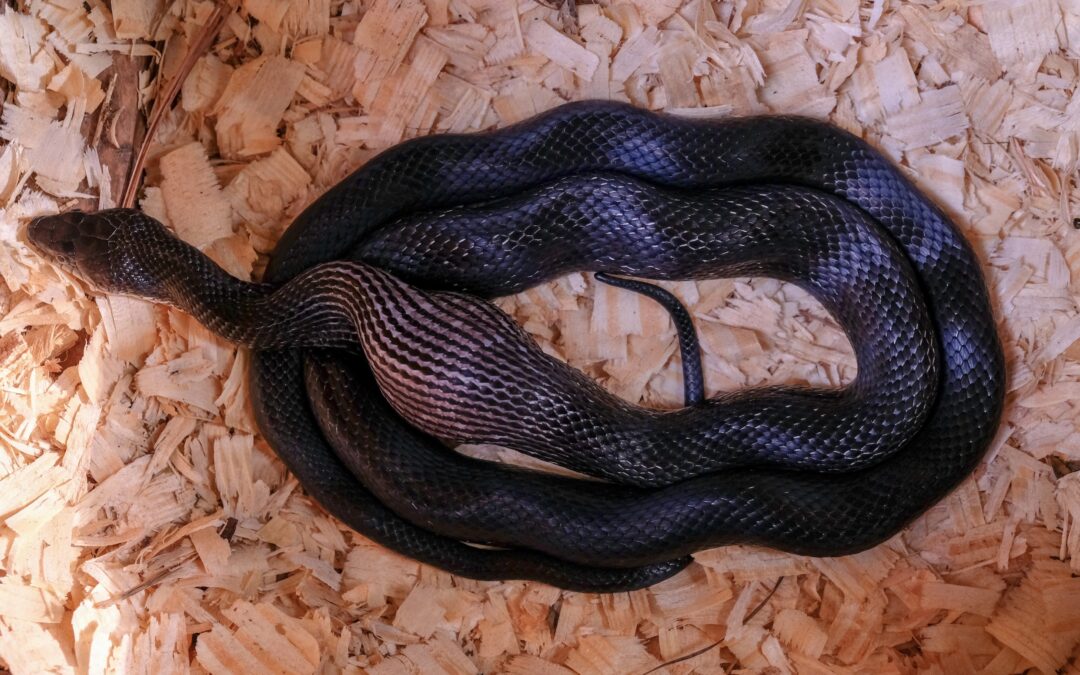 Identifying Common Snakes in Chicken Coops