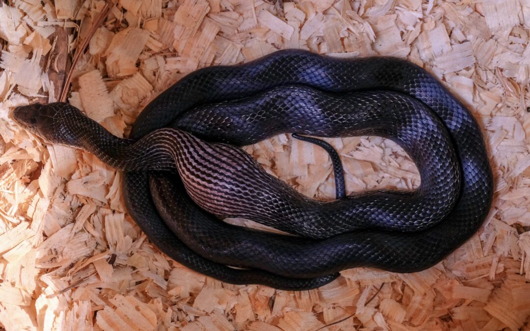 identifying-common-snakes-in-chicken-coops-murray-mcmurray-hatchery-blog