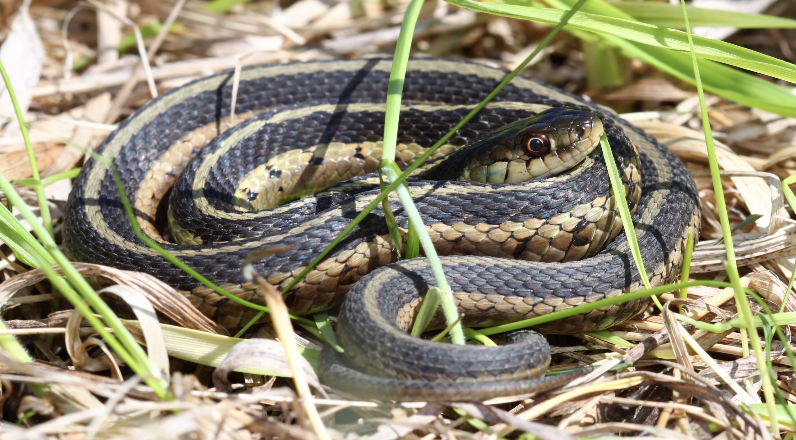 McMurray Hatchery Common Snakes Garter Scaled 