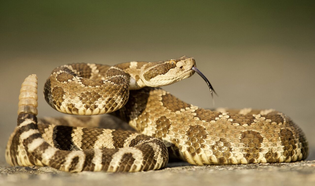 Identifying Common Snakes in Chicken Coops - Murray McMurray Hatchery Blog