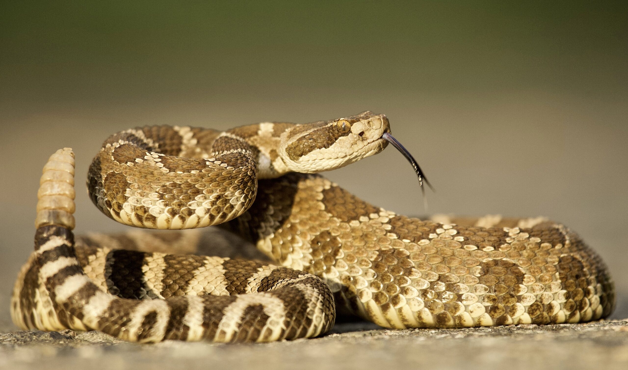 McMurray Hatchery | Snakes Are Attracted to Rodents