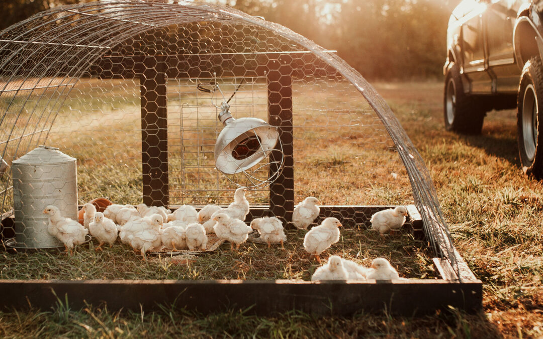McMurray Hatchery Blog | Tom Watkins | Raising a Sustainable Broiler Flock