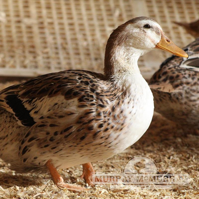 McMurray Hatchery | Silver Appleyard Ducks