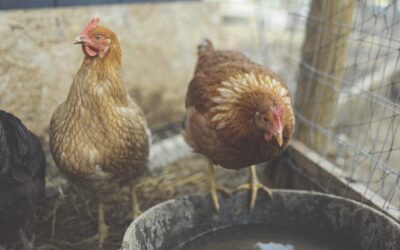 Gail Damerow Discusses External Parasites in Chickens – Mites and Lice