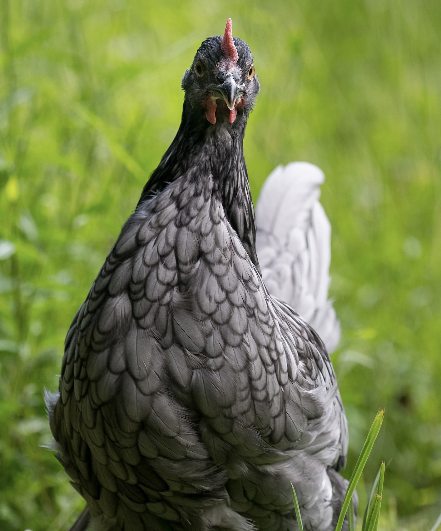 Breed Spotlight Blue Andalusian McMurray Hatchery Blog   McMurray Hatchery Andalusian Breed Spotlight 3 