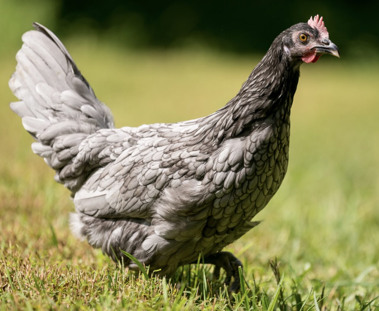 Breed Spotlight: Blue Andalusian | McMurray Hatchery Blog