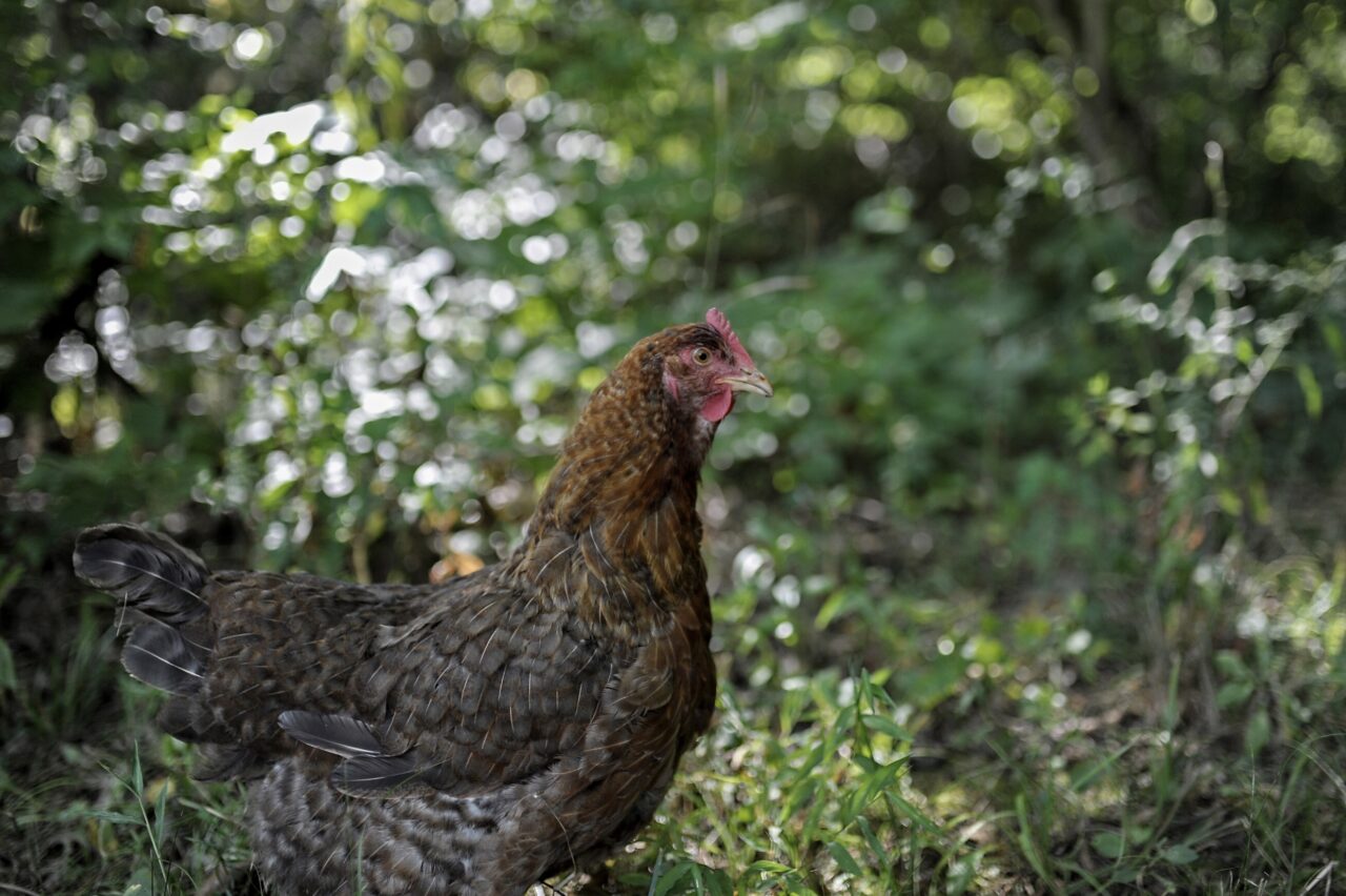 Gail Damerow Discusses How to Prevent Worms in Chickens Murray