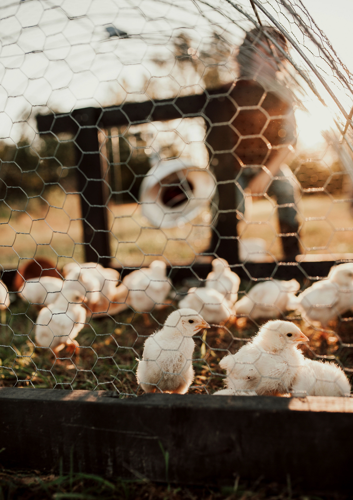 McMurray Hatchery Blog | Tom Watkins | Raising a Sustainable Broiler Flock