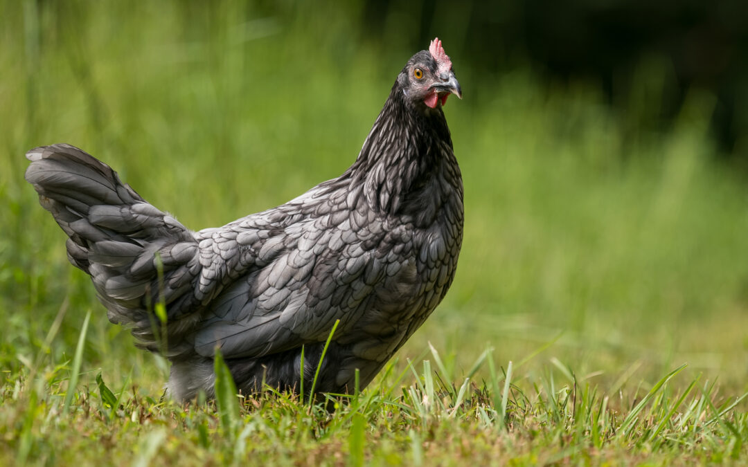 Coffee With the Chicken Ladies Breed Spotlight: Andalusian