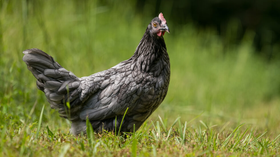 Breed Spotlight Blue Andalusian McMurray Hatchery Blog   McMurrayHatcheryBlog BlueAndalusian 980x551 