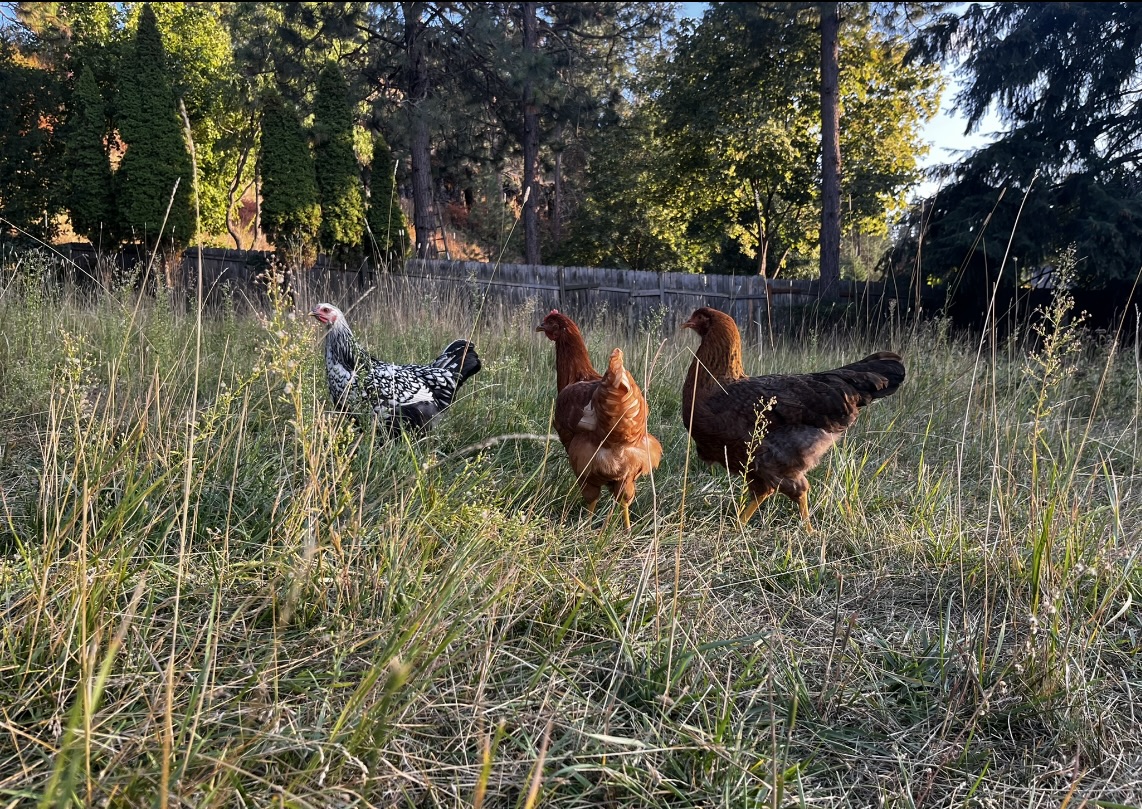 McMurray Hatchery Blog | Backyard Chickens