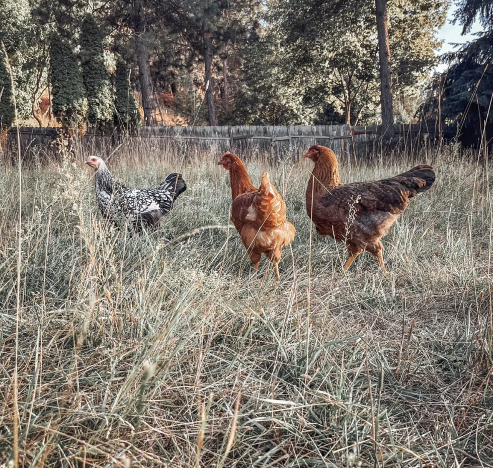 Tips for Moving With Chickens Murray McMurray Hatchery Blog