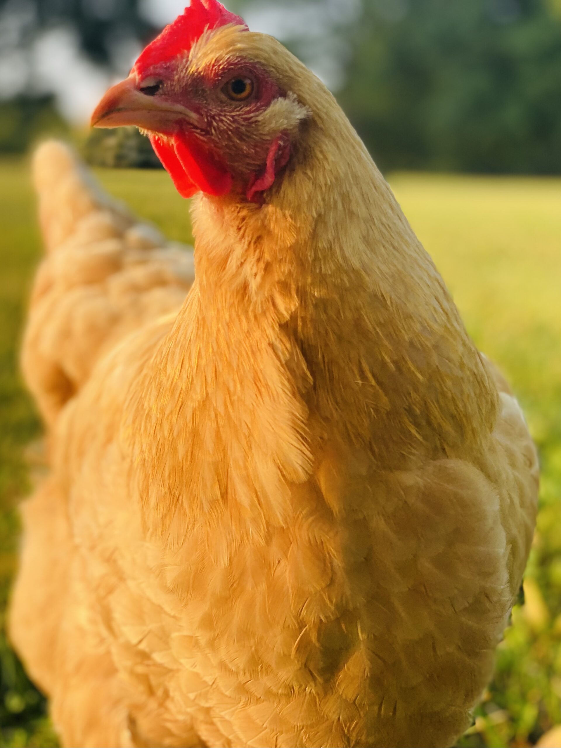 MCMURRAY HATCHERY | HERITAGE BREED ILLUSTRATIONS | DELAWARE CHICKENS