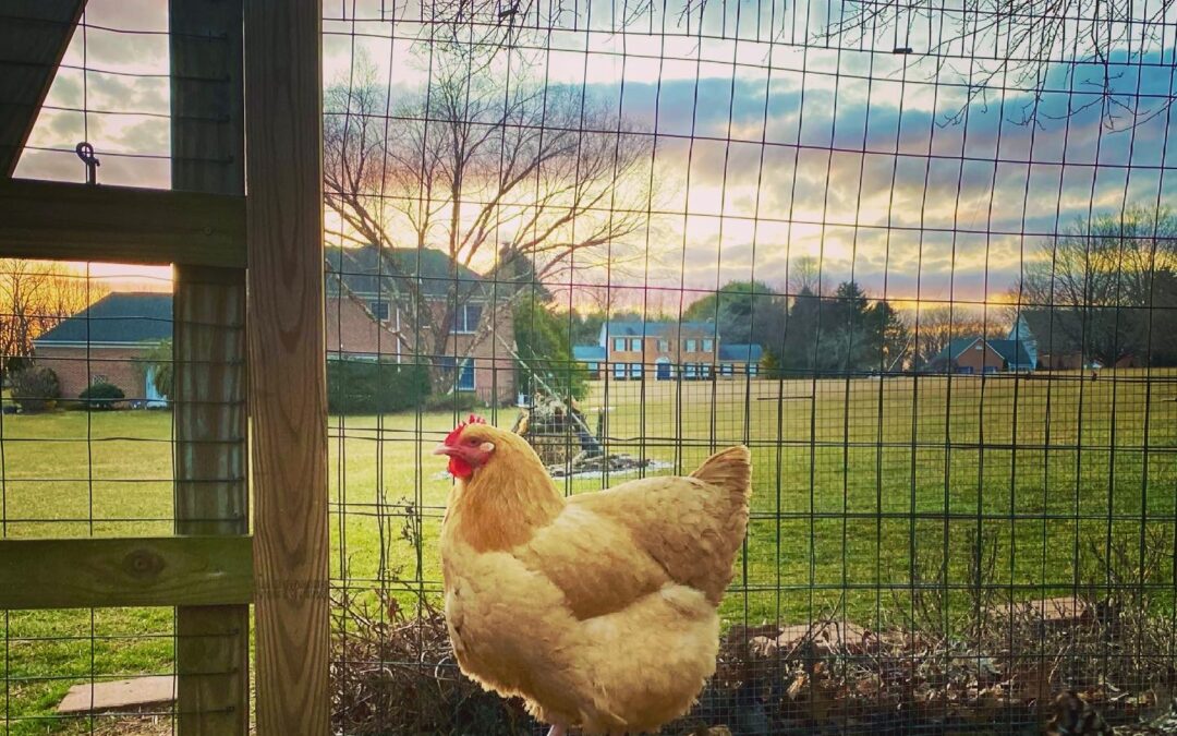 Coffee with the Chicken Ladies Breed Spotlight: Orpington