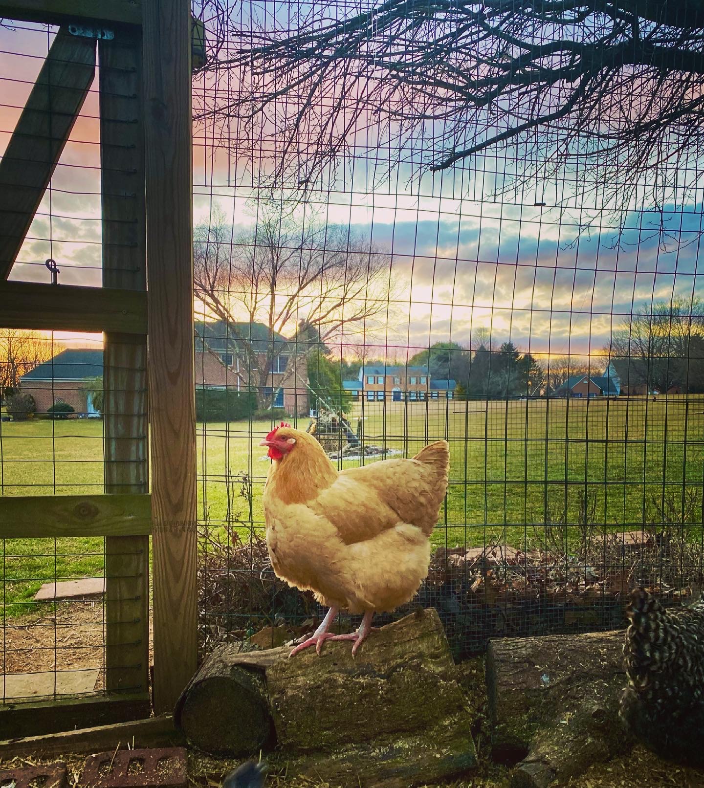 Coffee with the Chicken Ladies Breed Spotlight: Orpington - Murray McMurray  Hatchery Blog, image size:1440x1612