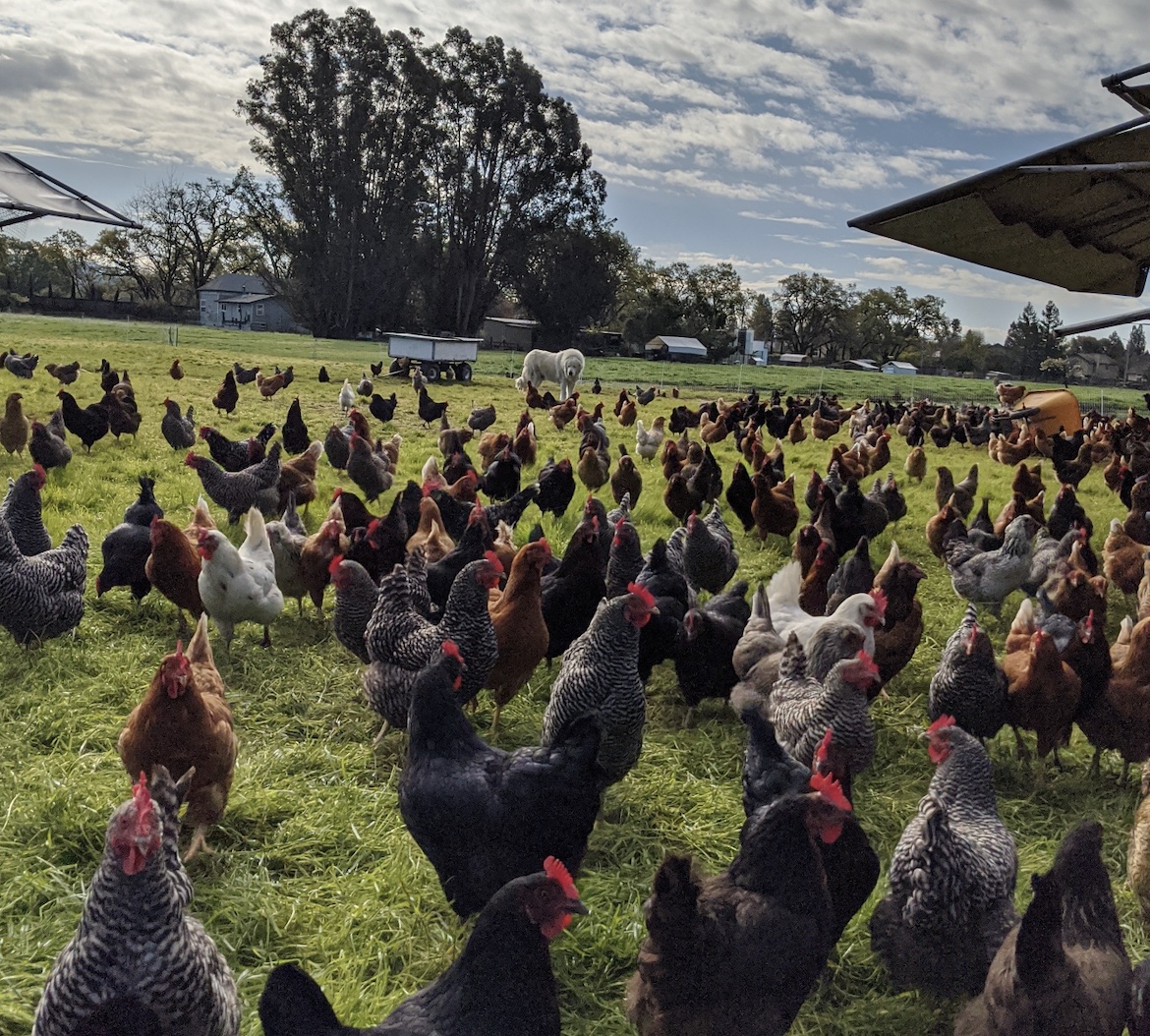 Murray McMurray Hatchery - Murray's Best Egg Wash