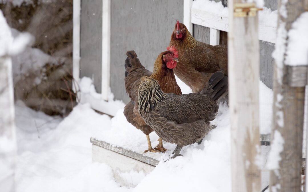 Winterize Your Chicken Coop With Janet Garman
