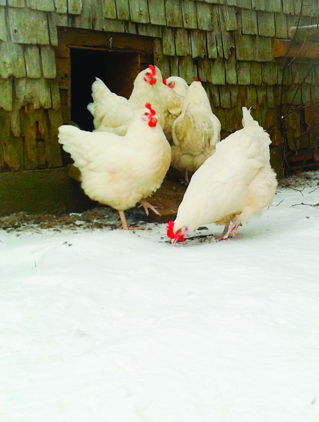 Chicken Coop Winterizing (6 ESSENTIAL Steps!)