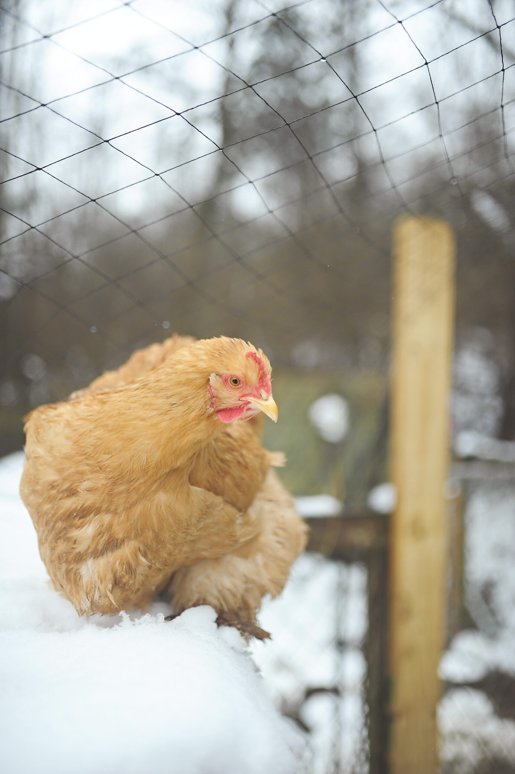 McMurray Hatchery Blog | Heritage Breed Turkeys