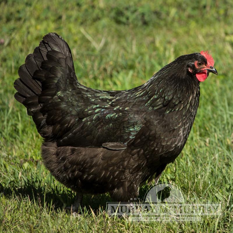 McMurray Hatchery | Black Australorp