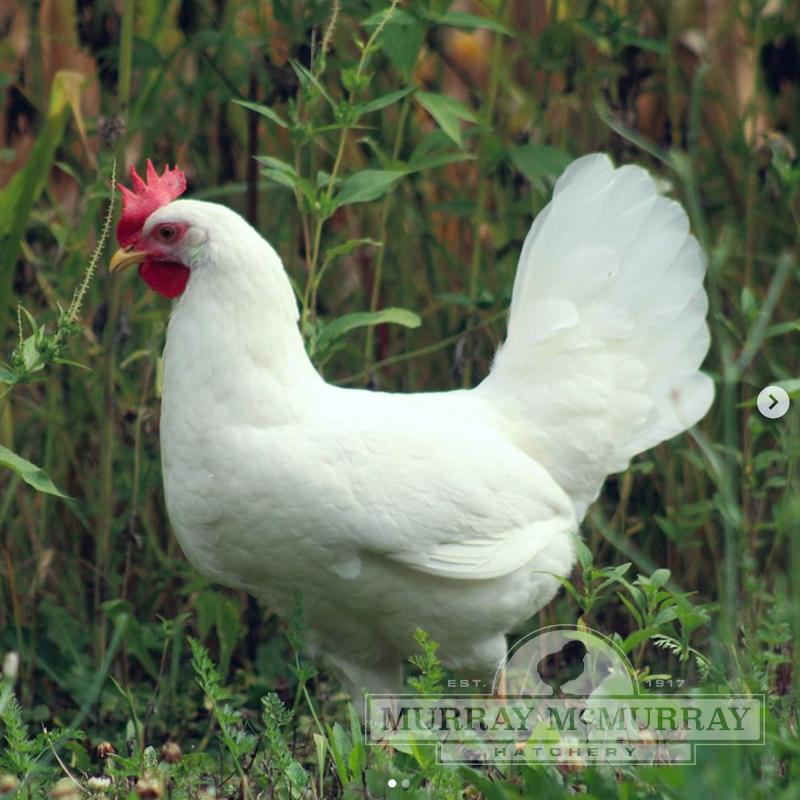 Murray McMurray Hatchery - White Orpingtons