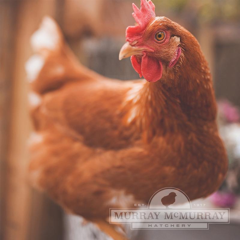 McMurray Hatchery Blog | Red Star Sex Link Chickens McMurray Hatchery Blog | Red Star Sex Link Chickens
