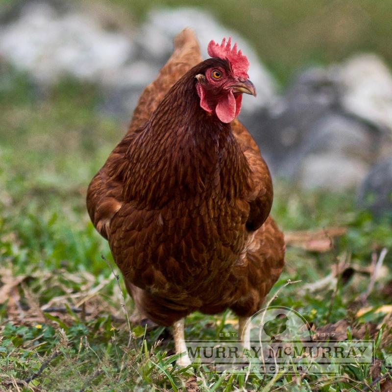 Choosing Chicken Breeds - Miller Manufacturing Company Blog