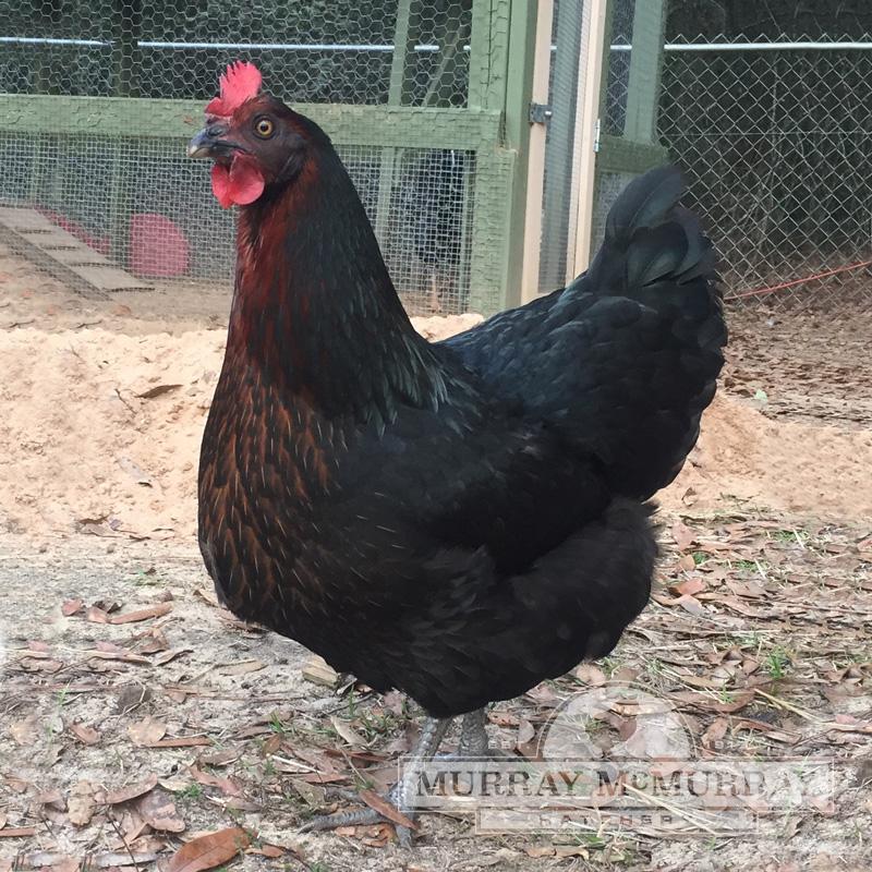 McMurray Hatchery Blog | Autosexing Chicken Breeds | Black Star Sex Link Chickens