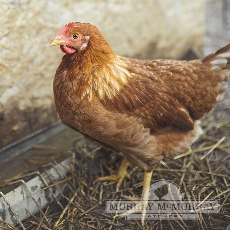 Gail Damerow Discusses Egg Quality - Murray McMurray Hatchery Blog